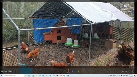 Chickens & Garden Progress.