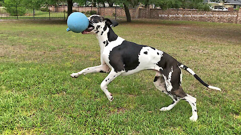 Training A Funny Great Dane To Stay While He Plays