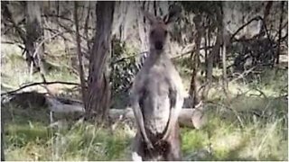 Kangourou contre chien dans une bataille de territoire