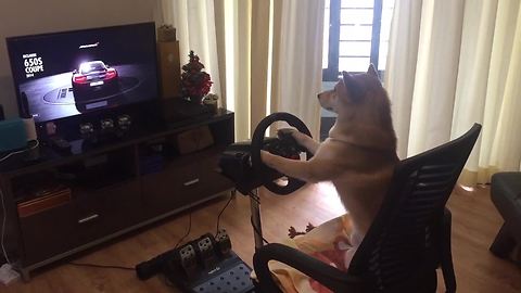 Shiba Inu is a hardcore gamer!