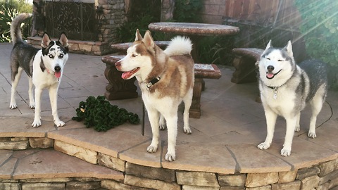 Pack of rescued huskies enjoys the spring breeze
