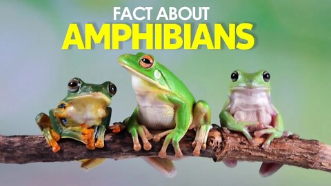 FACTS ABOUT AMPHIBIANS | MAJOR TYPES OF AMPHIBIANS | CHARACTERISTICS OF AMPHIBIANS