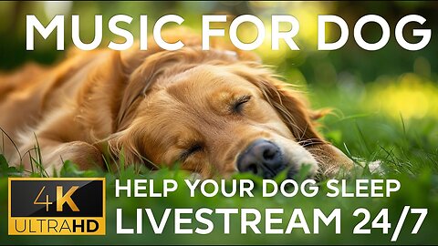 Relaxing Dog Music TV (Live 24/7) Used by 10 Million Dogs, Deep Sleep Anxiety Therapy