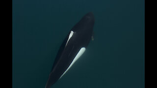 Dall's Porpoise Alaska