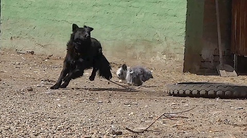 Bunny rabbit chases dog around the yard