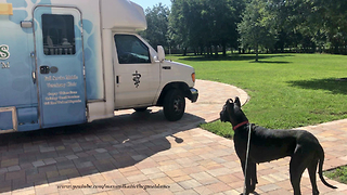 Great Dane's First Visit to Tampa Mobile Vet