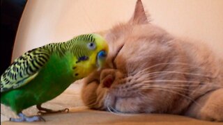 Cat tries so hard to ignore overly-attached parrot