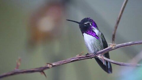 Beautiful bird