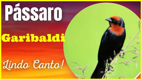 Maravilhoso Canto!! Pássaro Garibaldi