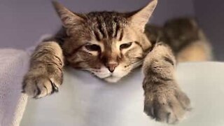 Cat takes bottle cap to owner's bed