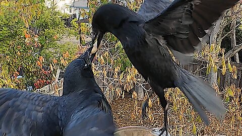 crows (with a fight) DJI Action 4 (4K)