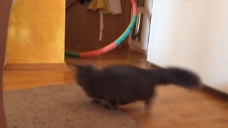 Cat is Scared of Moving Carpet and Falling Hul Hoop, Jumps high!