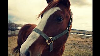 Horse does a fine job fixing lady's hair