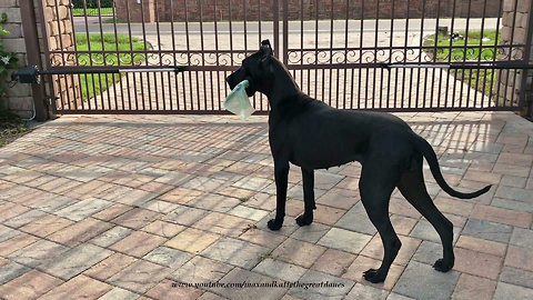 Happy Great Dane proudly delivers the newspaper