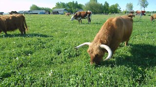 Multi species grazing