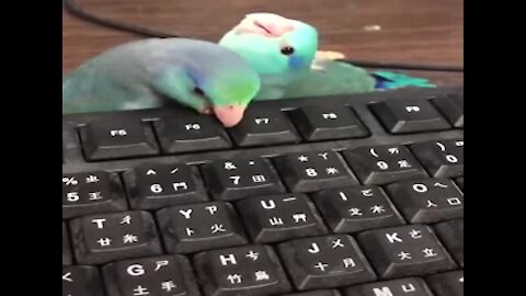 A parrot playing at a keyboard and then caressing his friend