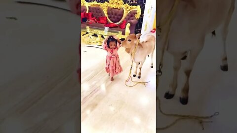 Jai Shree Krishna / Kids Cow Baby.