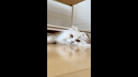 beautiful and playful white cat