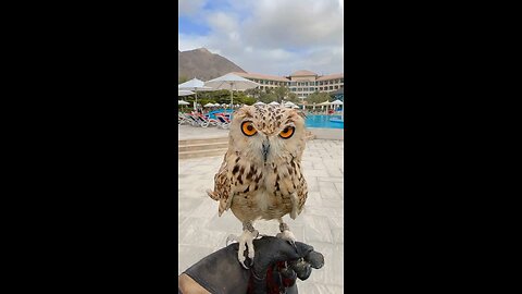 UAE falconry