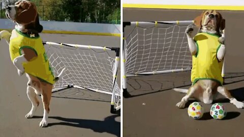 Dog who perfectly masters the role of goalkeeper.