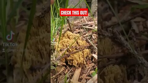 Coral Mushroom In Alaska- Monster Mushroom Find!