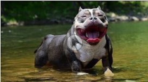 American Bully They Grow too Fast __ #dogs#rumblevideos| cutest overloaded |