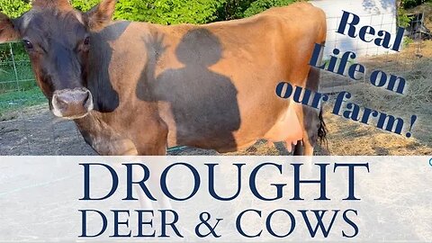 DROUGHT, DEER, and COWS | A Real Look at Keeping up with Farm Life and the Garden | RainPoint