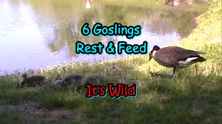 6 Goslings Rest & Feed