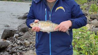 Columbia River, Bonneville Dam, WA - Fishing Shad