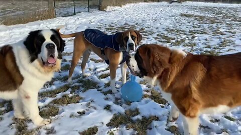 Clyde is never ready for pictures! - Great Dane always wants to play