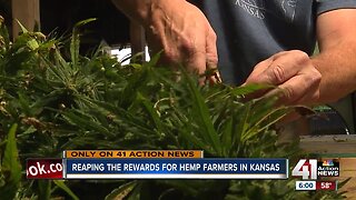 Kansas hemp farmers harvesting first-year crop