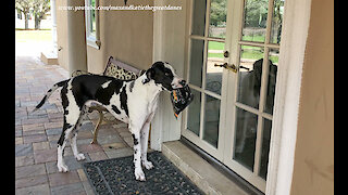 Great Danes Have Fun Delivering Publix Chicken Fingers