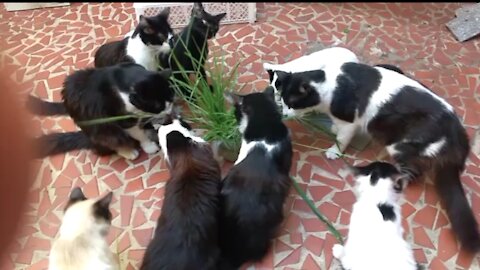 Kittens eating grass for the intestinal tract