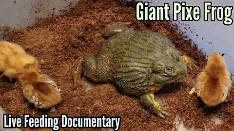 Giant Pixie Frog LIVE FEEDING DOCUMENTARY