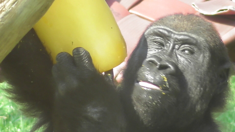 Gorilla Youngster Cures Sweet Tooth Feasting On Giant Popsicle
