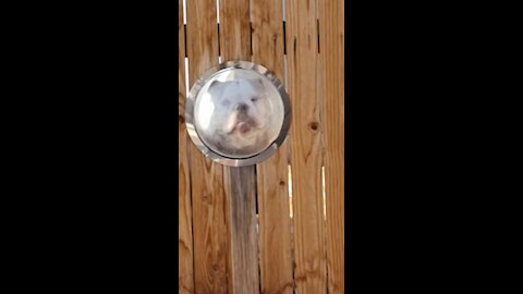Check Out This Bulldog Looking Out Of His Personal Bubble Window