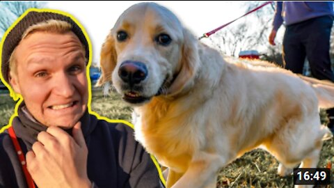 THE HARDEST PULLING DOG IN THE WORLD! (TRAINED)🏴‍☠️