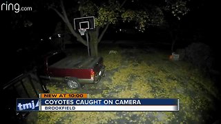 Coyote sighting reminds pet owners to be alert
