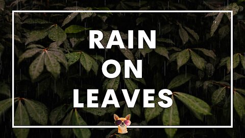 1 Hour Garden Rain Ambient Sounds | Relax, Sleep, Meditate, Study