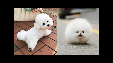 Baby Dogs Cute - Mini Pomeranian and Funny Dogs Videos Compilation
