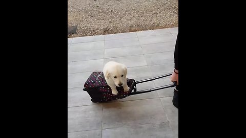 Eager puppy really wants to go to school!