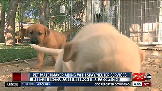Pet Matchmaker Rescue helping out with spay/neuter services amid pandemic