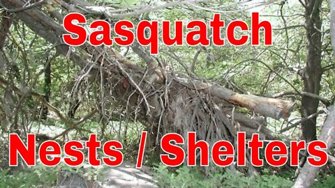 Sasquatch Nests / Shelters