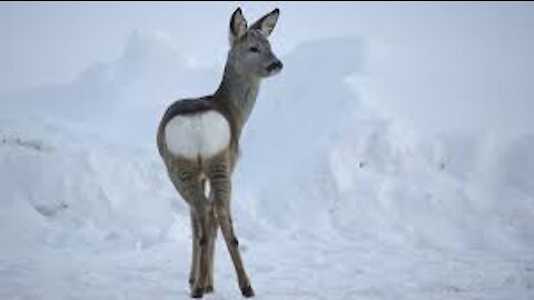 Roe deer digging apples under the snow is gaining strength