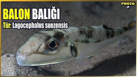 Balon Balığı Hakkında Bilgi | Lagocephalus suezensis | Akdeniz Balıkları #24