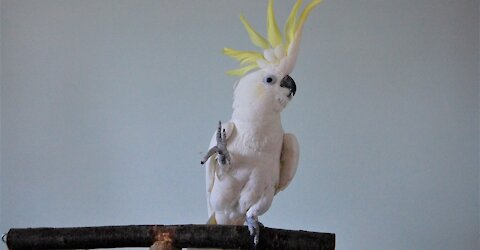 dancing parrot funny
