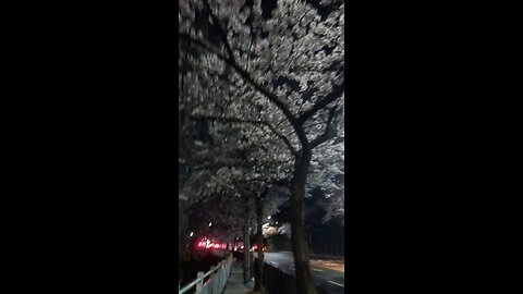 cherry blossoms in soouth kore 🌸 #bts#kpop