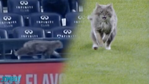 Cat on the field, a breakdown
