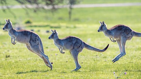 Kangaroo video Beautiful and amazing Kangaroo video