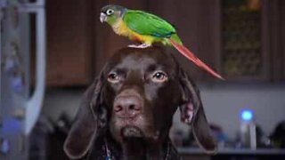 Dog and bird are best buddies